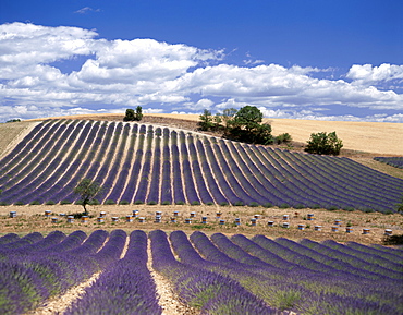 Lavender fields and beehives, Valensole, Provence, France, Europe