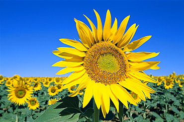 Sunflowers, Provence, France, Europe