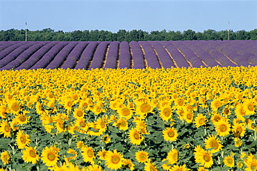 Sunflower and lavender fields, Provence, France, Europe