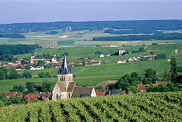 Vineyards near Reims, Champagne, France, Europe