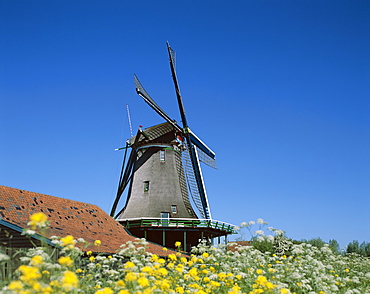 Windmill, Zaanse Schans, Holland (Netherlands), Europe