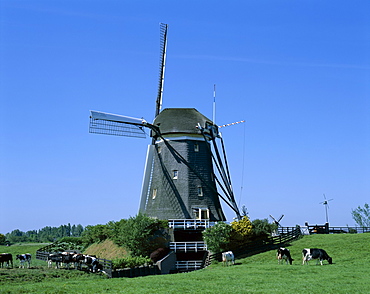 Windmill and cows, Wilsveen, Holland (Netherlands), Europe