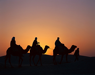 Tourists riding camels at dawn, Douz, Tunisia, North Africa, Africa