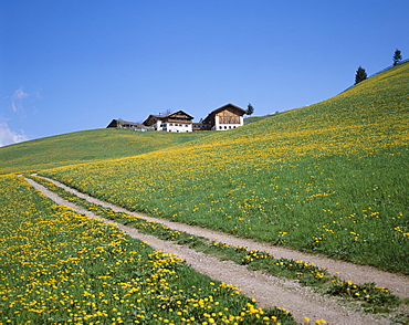 Track, yellow wild flowers and farmhouse, Dolomites, Italy, Europe