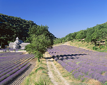 Lavender fields and Senaque Abbey, France, Europe