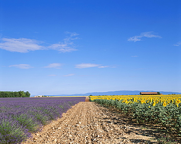 Rural track and lavender and sunflower fields, France, Europe