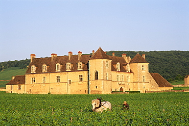 Farmer and horse ploughing vineyards, Vougeot Castle, Burgundy, France, Europe