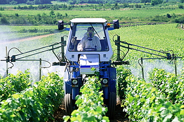 Vine spraying near Mersault village, Burgundy, France, Europe