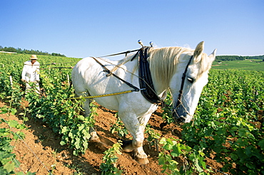 Farmer and horse ploughing vineyards, Nuits-St.-Georges, Burgundy, France, Europe