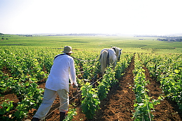 Farmer and horse ploughing vineyards, Nuits-St.-Georges, Burgundy, France, Europe