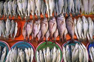 Fresh fish display, Jagalchi Market, Busan, South Korea, Asia