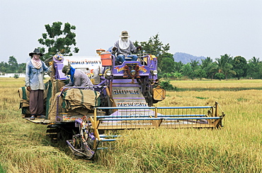 Rice harvesting near Khorat, Thailand, Southeast Asia, Asia