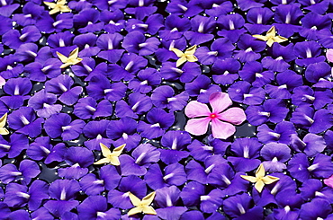Floating flower petals, Thailand, Southeast Asia, Asia