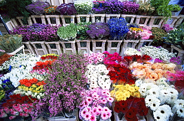 Columbia Road Flower Market, London, England, United Kingdom, Europe