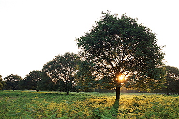 Richmond Park at dawn, Greater London, Surrey, England, United Kingdom, Europe