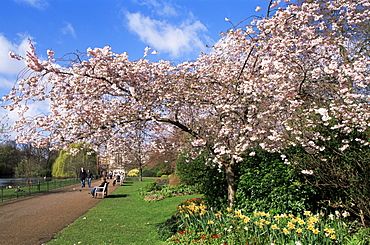 Spring blossom in St. James' Park, London, England, United Kingdom, Europe