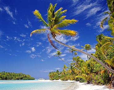 Atoll, palm trees and tropical beach, Aitutaki Island, Cook Islands, Polynesia, South Pacific, Pacific