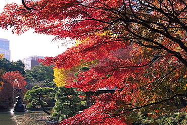 Autumn foliage, Hibiya Park, Tokyo, Japan, Asia