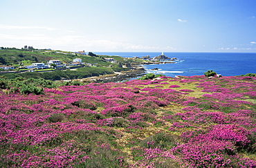 La Corbiere Lighthouse with heather in foreground, Jersey, Channel Islands, United Kingdom, Europe