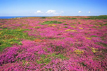 Patterns of heather and gorse in full bloom, Jersey, Channel Islands, United Kingdom, Europe