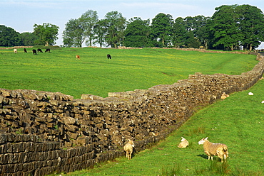 Hadrians Wall at Birdoswald, UNESCO World Heritage Site, Northumberland, England, United Kingdom, Europe