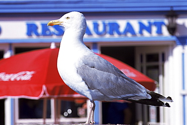 Seagull in Hastings Old Town, Hastings, East Sussex, England, United Kingdom, Europe