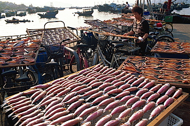 Drying fish, Cheung Chau Island, Hong Kong, China, Asia