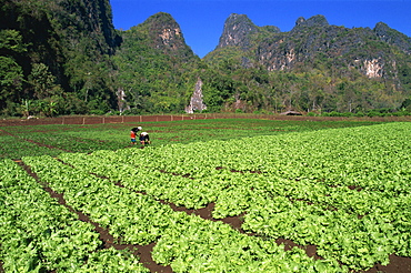 Agricultural fields and karst cliffs, Chiang Rai, Thailand, Southeast Asia, Asia