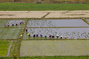 Rice planting, Chiang Mai, Thailand, Southeast Asia, Asia