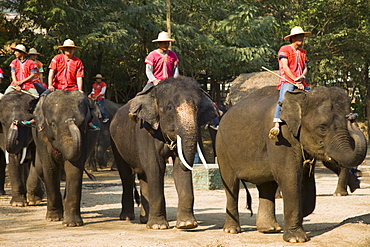 Elephant Show, Elephant Camp, Chiang Mai, Thailand, Southeast Asia, Asia