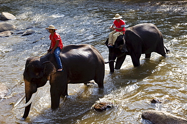 Elephants bathing, Elephant Camp, Chiang Mai, Thailand, Southeast Asia, Asia