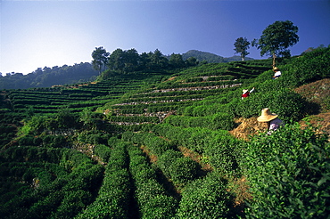 Teafields at Longjing, Hangzhou, Zhejiang Province, China, Asia