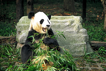 Giant panda eating bamboo at the Panda Breeding Centre, Chengdu, Sichuan Province, China, Asia