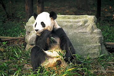 Giant panda eating bamboo at the Panda Breeding Centre, Chengdu, Sichuan Province, China, Asia