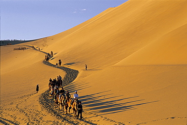 Tourists riding camels at Mount Mingshan, Dunhuang, Gansu Province, China, Asia