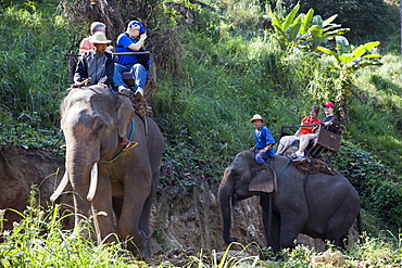 Tourist elephant trekking, Elephant Camp, Chiang Mai, Thailand, Southeast Asia, Asia