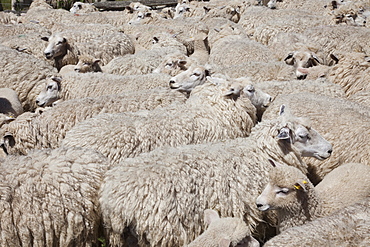 Sheep, Romney Marsh, Kent, England, United Kingdom, Europe