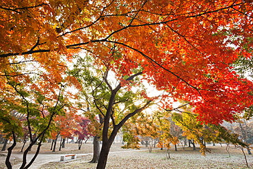 Autumn foliage, Gyerim Forest, Gyeongju, South Korea, Asia