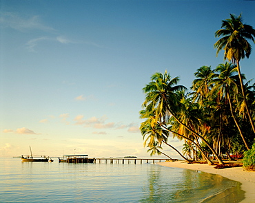 Palm trees and tropical beach, Maldives, Indian Ocean, Asia