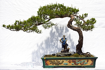 Bonsai, Hong Kong, China, Asia