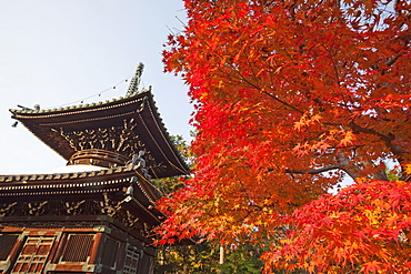 Autumn leaves, Seiryoji Temple, Arashiyama, Kyoto, Japan, Asia