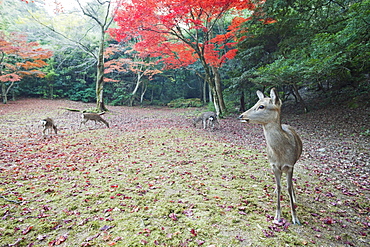 Deer and autumn leaves, Omoto Park, Miyajima Island, Japan, Asia