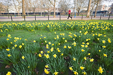 Daffodils in St. James's Park, London, England, United Kingdom, Europe