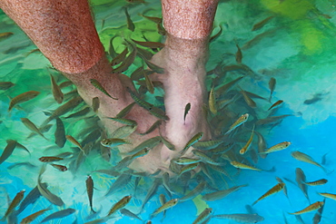 Fish spa, Siem Reap, Cambodia, Indochina, Southeast Asia, Asia