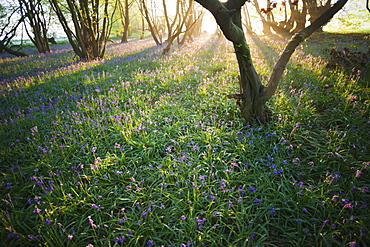 Bluebells in woodland, Kent, England, United Kingdom, Europe