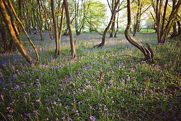 Bluebells in woodland, Kent, England, United Kingdom, Europe