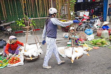 Woman carrying ducks to market, Old Town, Hoi An, Vietnam, Indochina, Southeast Asia, Asia