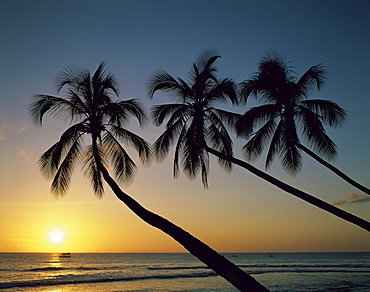 Silhouette of palm trees and sunset over the sea, Maldives, Indian Ocean, Asia