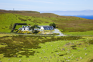 Farmhouse surrounded with sheep and cattle, Isle of Skye, Inner Hebrides, Scotland, United Kingdom, Europe