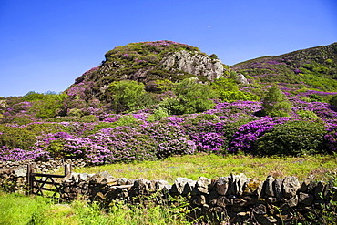 Rhododendrons in bloom and mountains, Snowdonia National Park, Gwynedd, Wales, United Kingdom, Europe